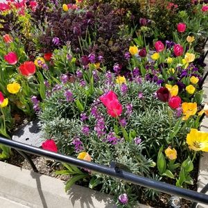 Meet your Posher, Norma